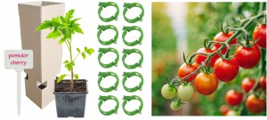 Pomidor CHERRY red cherry sadzonka w doniczce + Tabliczka + Uchwyty