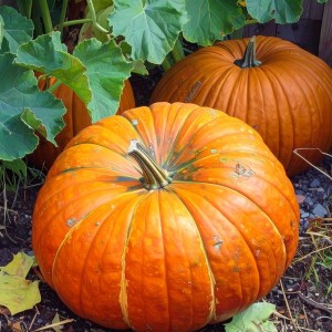 SADZONKA rozsada DYNIA olbrzymia ROUGE duża 30kg w doniczce P9 PLENNA