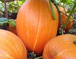 SADZONKA rozsada DYNIA GOLIAS olbrzymia duża 30kg w doniczce P9 PLENNA