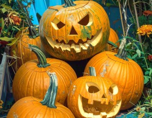 SADZONKA rozsada DYNIA HALLOWEEN BIG MAX duża GIGANT w doniczce P9 PLENNA