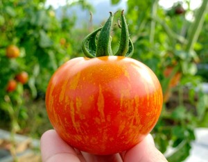 SADZONKA POMIDORA POMIDOR TIGERELLA ZEBRA - W DONICZCE - PLENNY POMIDOR
