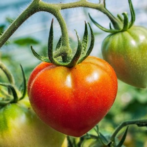 Pomidor BAWOLE SERCE Cor Di bue sadzonka w doniczce PLENNY DUŻY SMACZNY