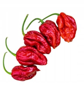 Sadzonka rozsada Papryka TRINIDAD Moruga SCORPION Red MEGA OSTRA w doniczce