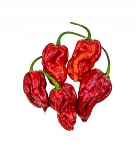 Sadzonka rozsada Papryka TRINIDAD Moruga SCORPION Red MEGA OSTRA w doniczce