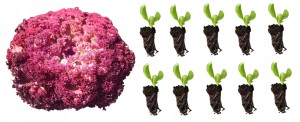 Sadzonka rozsada sałat SAŁATA LIŚCIOWA LOLLO ROSA idealna do sałatek 10 szt