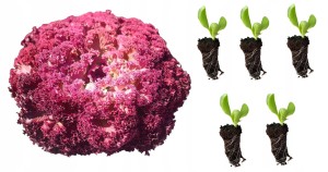 Sadzonka rozsada sałat SAŁATA LIŚCIOWA LOLLO ROSA idealna do sałatek 5 szt