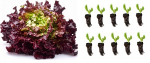 Sadzonka rozsada sałat SAŁATA RED SALAD BOWL DĘBOLISTNA 10 szt