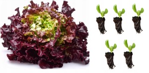 Sadzonka rozsada sałat SAŁATA RED SALAD BOWL DĘBOLISTNA 5 szt