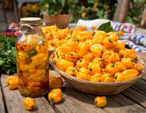 Sadzonka rozsada Papryka Habanero YELLOW - BARDZO OSTRA - w doniczce