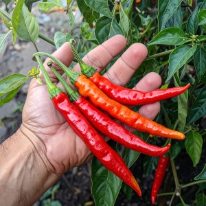 Sadzonka rozsada PAPRYKA de CAYENNE - w doniczce Aromatyczna i OSTRA