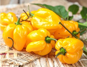 Sadzonka rozsada Papryka Habanero YELLOW - BARDZO OSTRA - w doniczce
