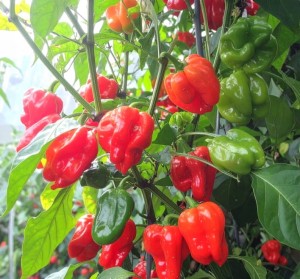 Sadzonka rozsada Papryka Habanero RED - BARDZO OSTRA - sadzonka w doniczce