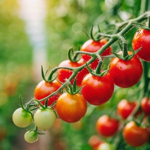 Pomidor CHERRY red cherry sadzonka pomidora w doniczce PLENNY SMACZNY