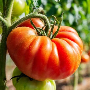 Pomidor MALINOWY OLBRZYM sadzonka w doniczce DUŻY PLENNY SMACZNY