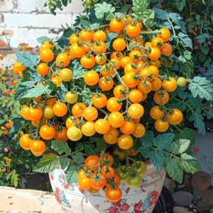 SADZONKA POMIDORA 'VENUS' - NA TARAS BALKON - W DONICZCE - PLENNY POMIDOR