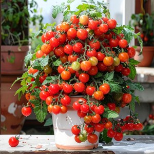 SADZONKA POMIDORA 'BAJAJA' - NA TARAS BALKON - W DONICZCE - PLENNY POMIDOR