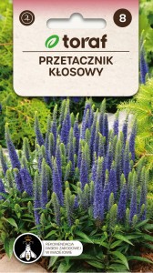 Przetacznik kłosowy + TABLICZKI do opisu