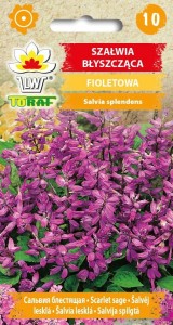 Szałwia błyszcząca fioletowa + TABLICZKI do opisu
