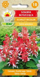 Szałwia błyszcząca SCARLET BICOLOR + TABLICZKI do opisu