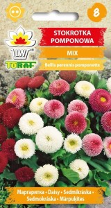 Stokrotka pomponowa MIX + TABLICZKI do opisu