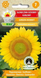 Słonecznik ozdobny karłowy GREEN HOBBIT + TABLICZKI do opisu