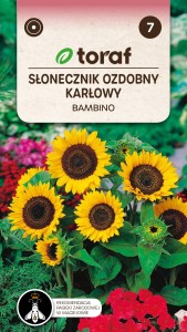 Słonecznik ozdobny karłowy BAMBINO + TABLICZKI do opisu