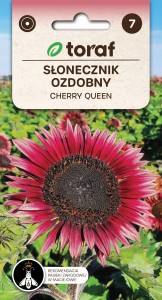 Słonecznik ozdobny CHERRY QUEEN + TABLICZKI do opisu
