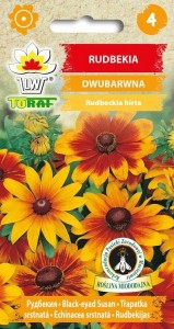 Rudbekia DWUBARWNA + TABLICZKI do opisu