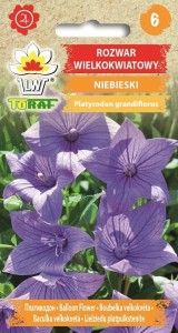 Rozwar wielokwiatowy niebieski + TABLICZKI do opisu