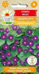 Powój wilec GRANDPA OTT'S + TABLICZKI do opisu