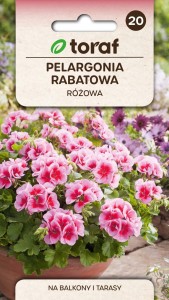 Pelargonia rabatowa RÓŻOWA + TABLICZKI do opisu