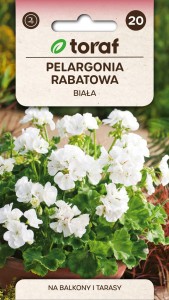 Pelargonia rabatowa BIAŁA + TABLICZKI do opisu