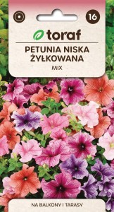 Petunia niska żyłkowana MIX + TABLICZKI do opisu