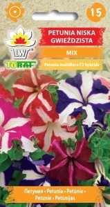 Petunia niska gwieździsta MIX + TABLICZKI do opisu