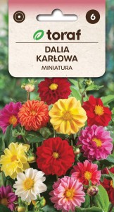 Dalia karłowa miniatura + TABLICZKI do opisu