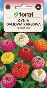 Cynia daliowa karłowa LILIPUT MIX + TABLICZKI do opisu