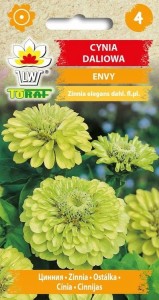 Cynia daliowa ENVY + TABLICZKI do opisu