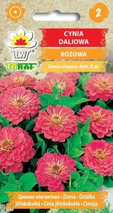Cynia daliowa różowa + TABLICZKI do opisu