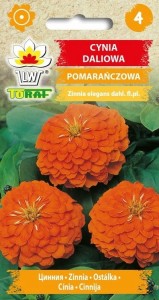 Cynia daliowa pomarańczowa + TABLICZKI do opisu