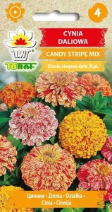 Cynia daliowa CANDY STRIPE MIX + TABLICZKI do opisu