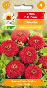 Cynia daliowa czerwona + TABLICZKI do opisu