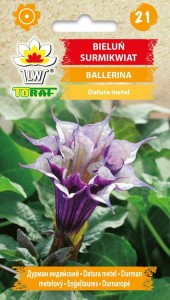 Bieluń surmikwiat BALLERINA + TABLICZKI do opisu
