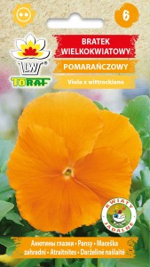 Bratek wielkokwiatowy pomarańczowy + TABLICZKI do opisu