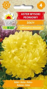 Aster wysoki peoniowy żółty + TABLICZKI do opisu