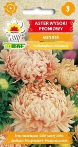 Aster wysoki peoniowy SONATA + TABLICZKI do opisu