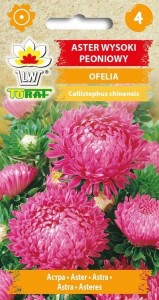 Aster wysoki peoniowy OFELIA + TABLICZKI do opisu