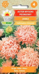 Aster wysoki peoniowy JANKA + TABLICZKI do opisu