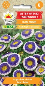Aster wysoki pomponowy BLUE MOON + TABLICZKI do opisu