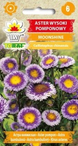 Aster wysoki pomponowy MOONSHINE + TABLICZKI do opisu