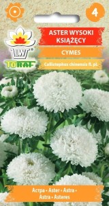 Aster wysoki książęcy CYMES + TABLICZKI do opisu